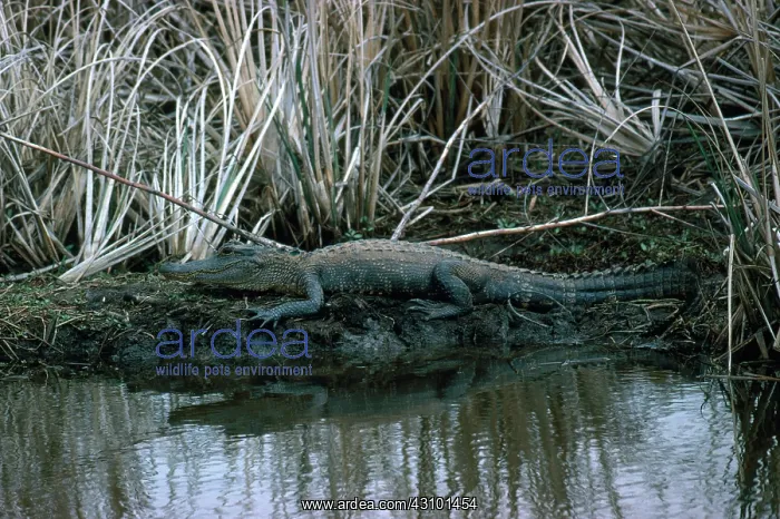 : Alligator (Alligator mississippiensis), Savannah National Wildlife Refuge, South Carolina : Alligator (Alligator mississippiensis), Savannah National Wildlife Refuge, South Carolina