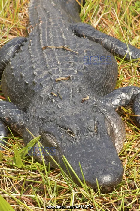 : Alligator, Everglades National Park, Florida : Alligator, Everglades National Park, Florida