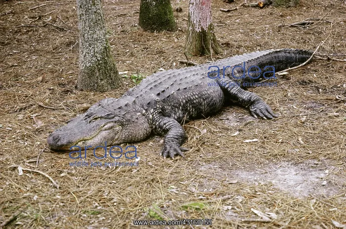 : Alligator. An alligator (Aligator mississippiensis) in the Okefenokee Swamp, Georgia : Alligator. An alligator (Aligator mississippiensis) in the Okefenokee Swamp, Georgia