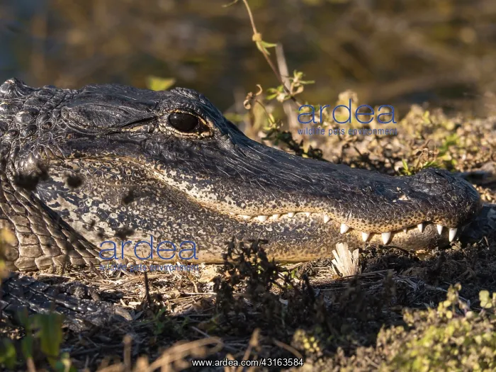 : Alligator : Alligator