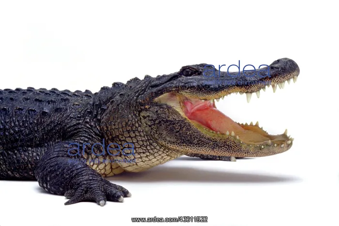 : Alligator : Alligator