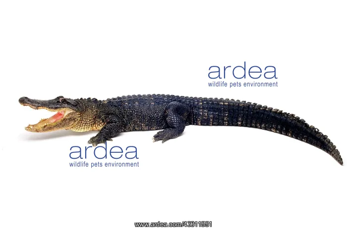 : Alligator : Alligator