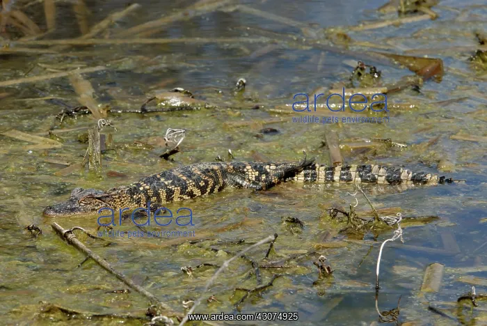 : Alligator (Alligator mississippiensis) : Alligator (Alligator mississippiensis)