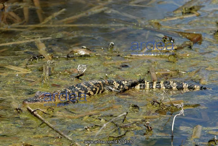 : Alligator (Alligator mississippiensis) : Alligator (Alligator mississippiensis)