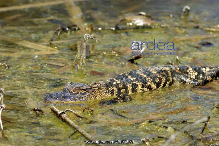 : Alligator (Alligator mississippiensis) : Alligator (Alligator mississippiensis)