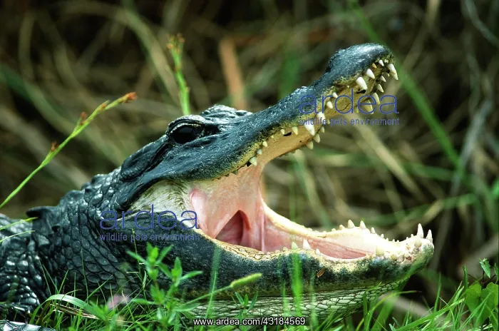 : Alligator American alligator (Alligator mississippiensis) : Alligator American alligator (Alligator mississippiensis)