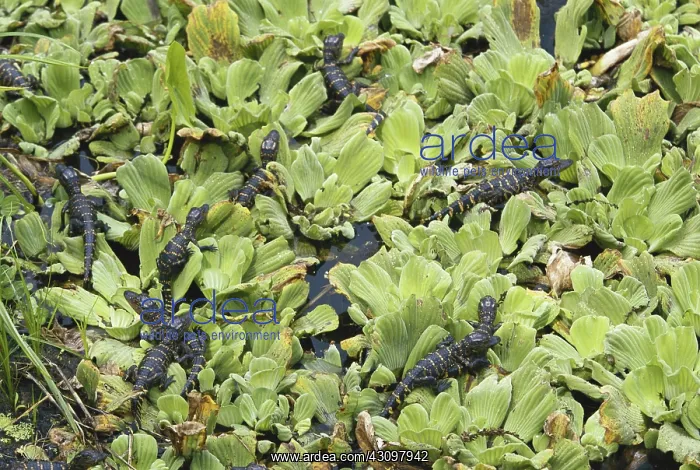 : Alligator Babies : Alligator Babies