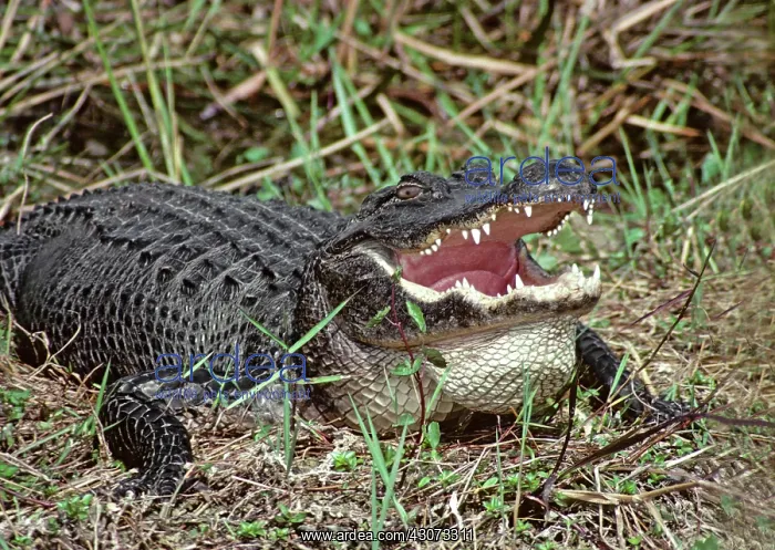 : Alligator Bellowing : Alligator Bellowing
