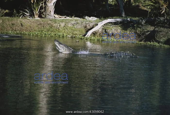 : Alligator Bellowing : Alligator Bellowing