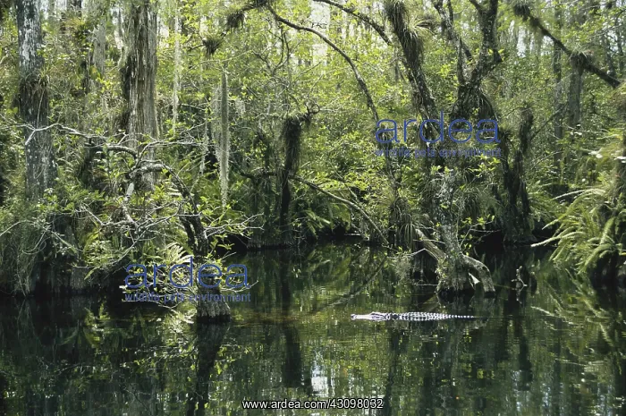 : Alligator in Big Cypress : Alligator in Big Cypress