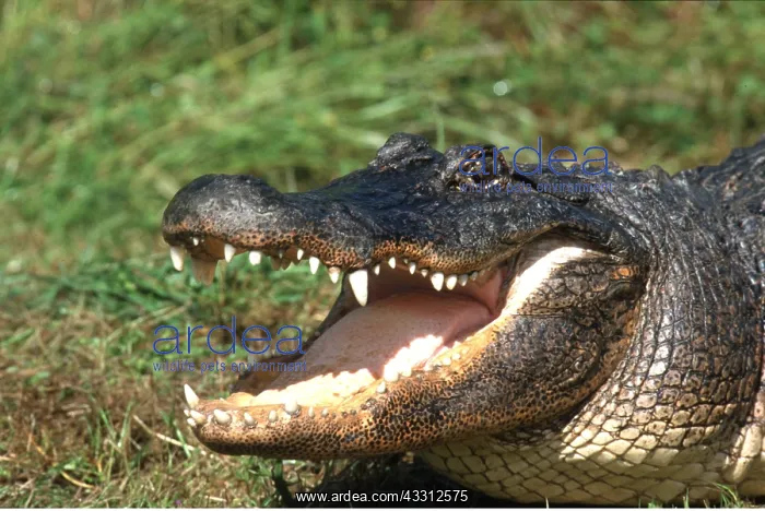 : Alligator - close-up of head with mouth open : Alligator - close-up of head with mouth open