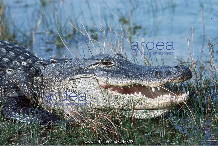 : ALLIGATOR, CLOSE UP, JAWS OPEN : ALLIGATOR, CLOSE UP, JAWS OPEN