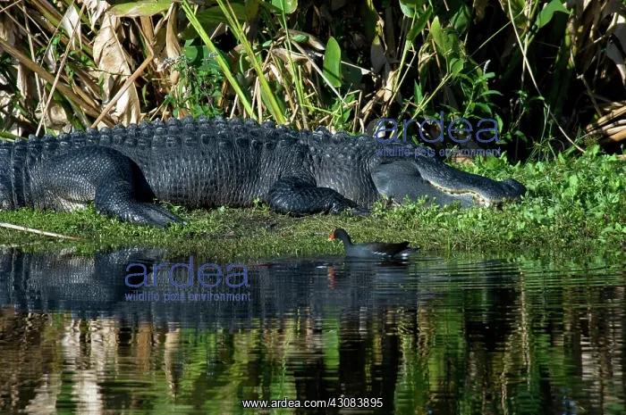 : Alligator and Common Moorhen : Alligator and Common Moorhen