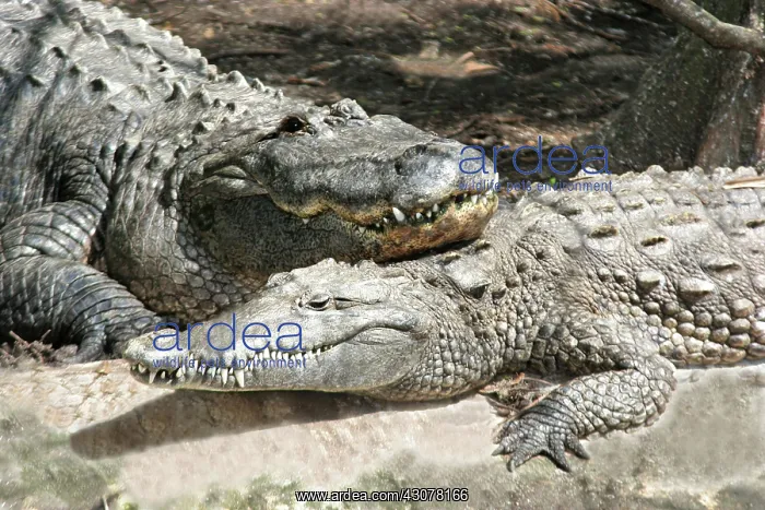 : Alligator and Crocodile : Alligator and Crocodile