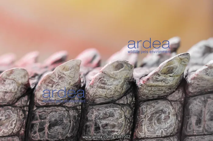 : Alligator crocodile skin detail pattern close up : Alligator crocodile skin detail pattern close up