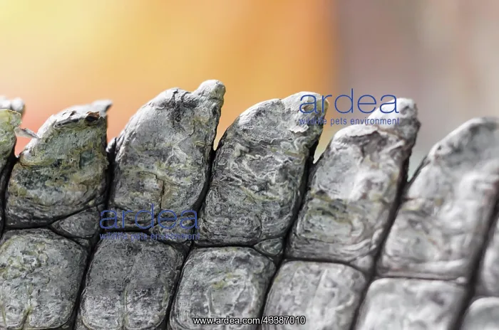 : Alligator crocodile skin detail pattern close up : Alligator crocodile skin detail pattern close up