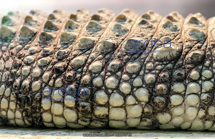 : Alligator crocodile skin detail pattern close up : Alligator crocodile skin detail pattern close up