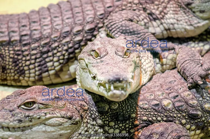 : Several alligator crocodiles dangerous carnivorous : Several alligator crocodiles dangerous carnivorous