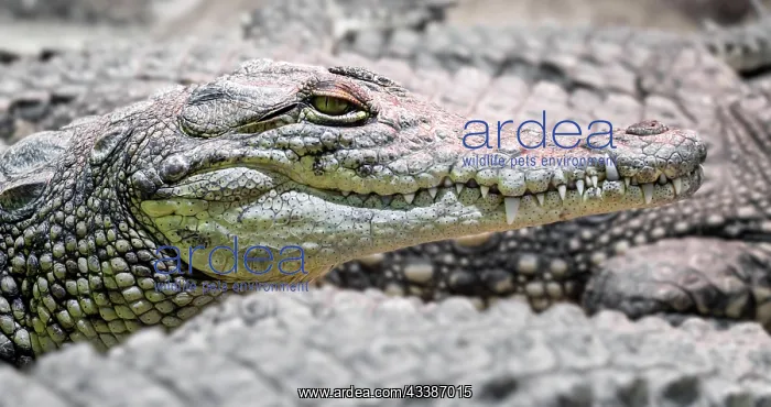 : Several alligator crocodiles dangerous carnivorous : Several alligator crocodiles dangerous carnivorous
