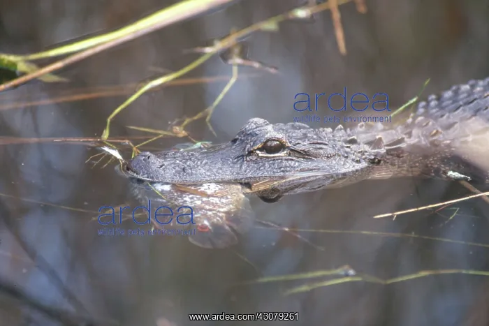 : Alligator Eating Fish : Alligator Eating Fish