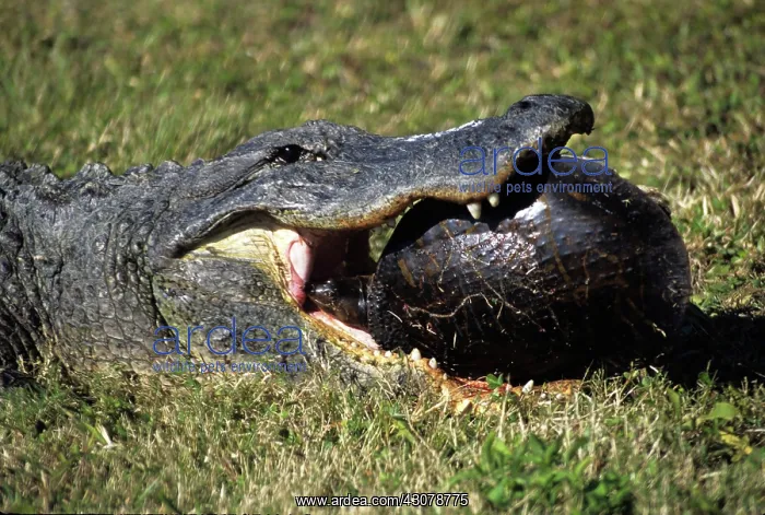 : Alligator Eating Turtle : Alligator Eating Turtle
