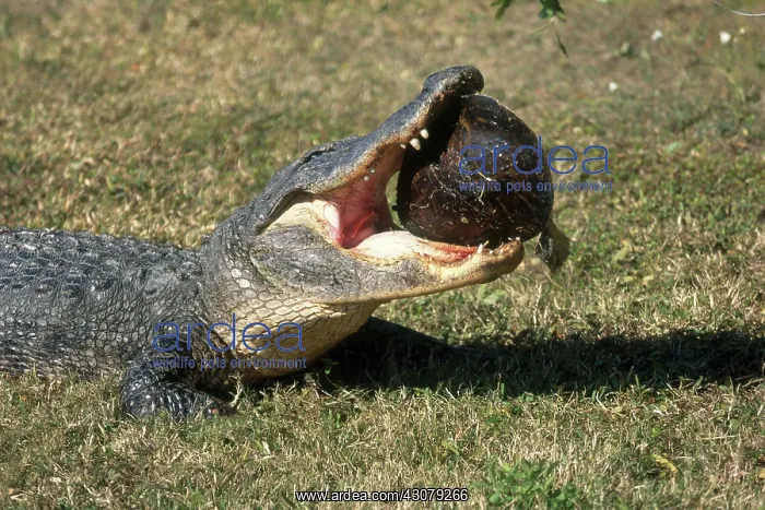 : Alligator Eating Turtle : Alligator Eating Turtle