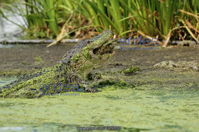 : Alligator eating turtle : Alligator eating turtle