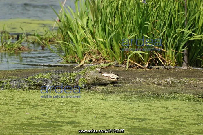  : Alligator eating turtle