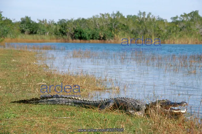 : Alligator in the Everglades : Alligator in the Everglades