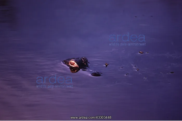 : ALLIGATOR - Eye above water : ALLIGATOR - Eye above water