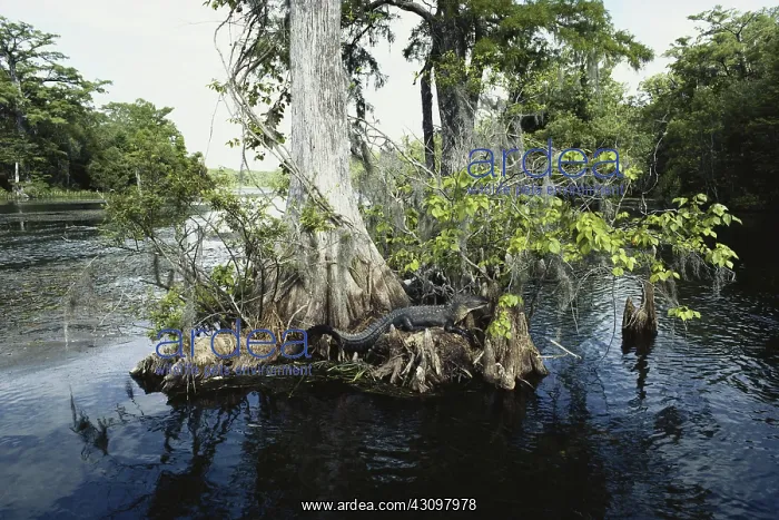 : Alligator in Florida : Alligator in Florida