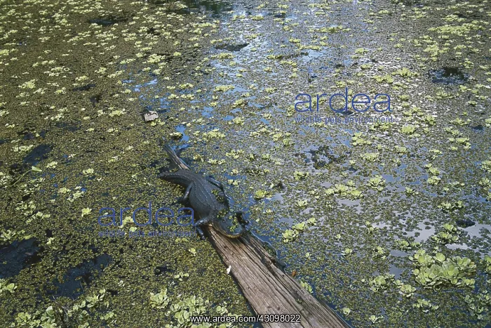 : Alligator in Florida : Alligator in Florida
