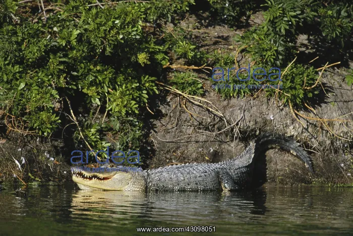 : Alligator in Florida : Alligator in Florida