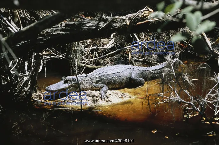 : Alligator in Florida : Alligator in Florida