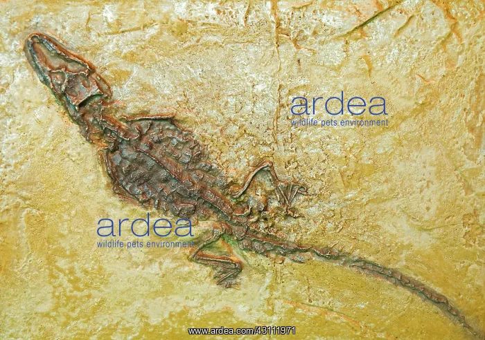 : Alligator Fossil : Alligator Fossil