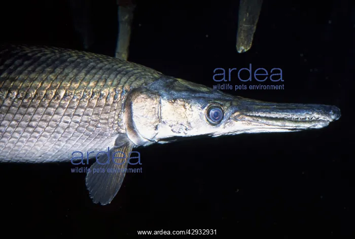 : Alligator Gar : Alligator Gar