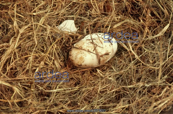: Alligator Hatching Sequence, 1 of 3 : Alligator Hatching Sequence, 1 of 3