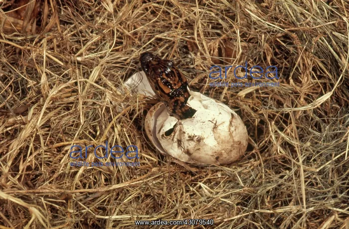 : Alligator Hatching Sequence, 2 of 3 : Alligator Hatching Sequence, 2 of 3