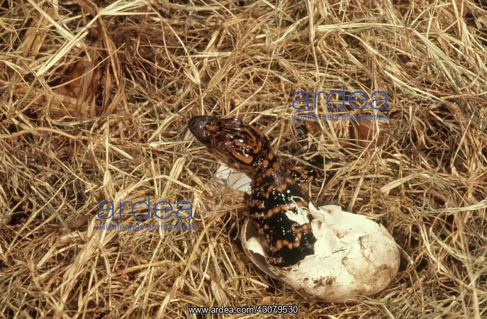 : Alligator Hatching Sequence, 3 of 3 : Alligator Hatching Sequence, 3 of 3