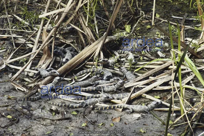 : Alligator Hatchlings : Alligator Hatchlings