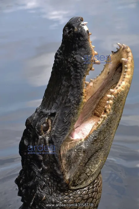 : Alligator Head : Alligator Head