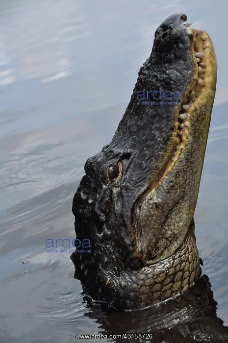 : Alligator Head : Alligator Head
