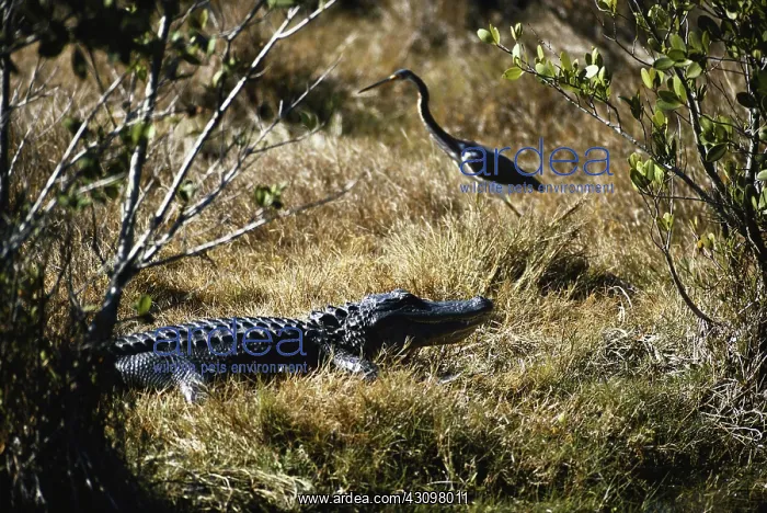  : Alligator and Heron