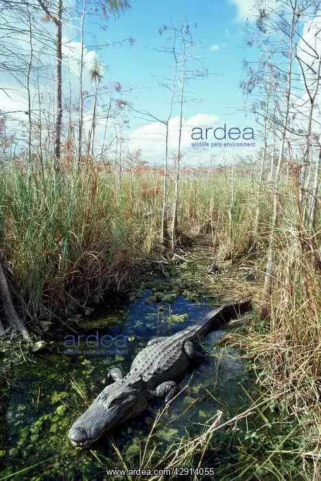 : Alligator - in it's water hole : Alligator - in it's water hole