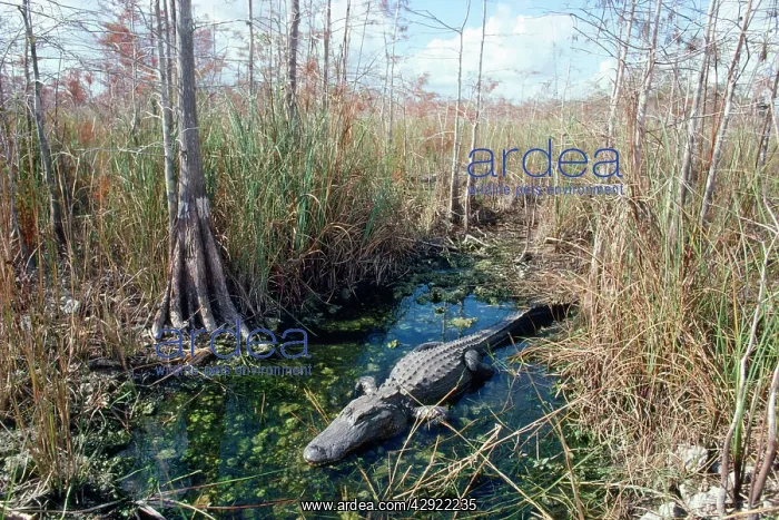 : Alligator - in it's water hole : Alligator - in it's water hole