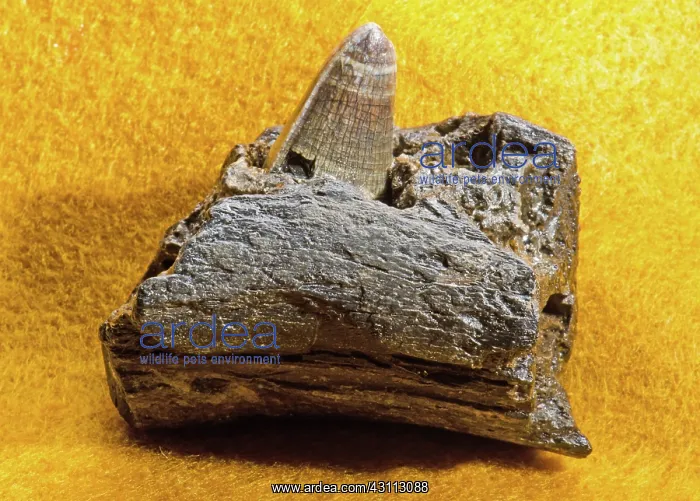 : Alligator Jaw Fragment and Tooth Fossil : Alligator Jaw Fragment and Tooth Fossil