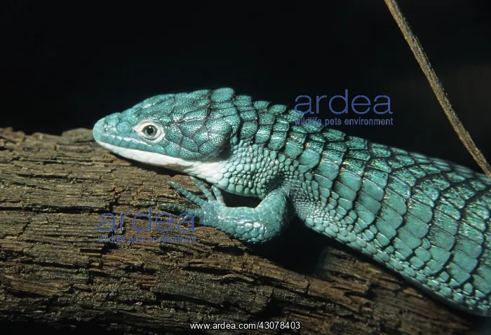 : Alligator Lizard : Alligator Lizard