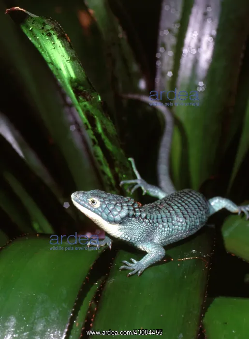 : Alligator Lizard : Alligator Lizard