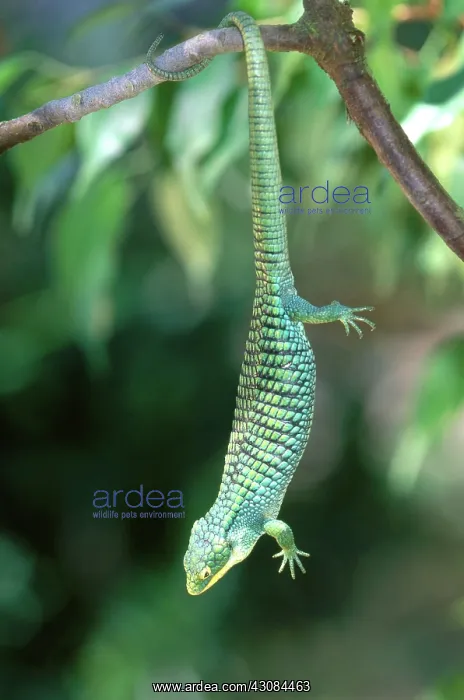 : Alligator Lizard : Alligator Lizard