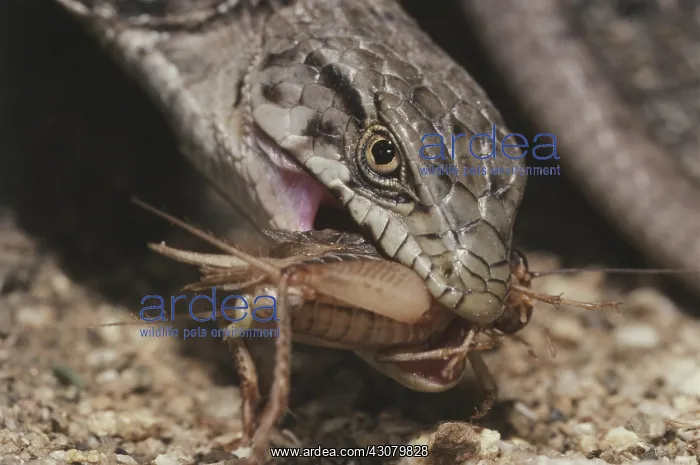 : Alligator Lizard Eating Cricket : Alligator Lizard Eating Cricket